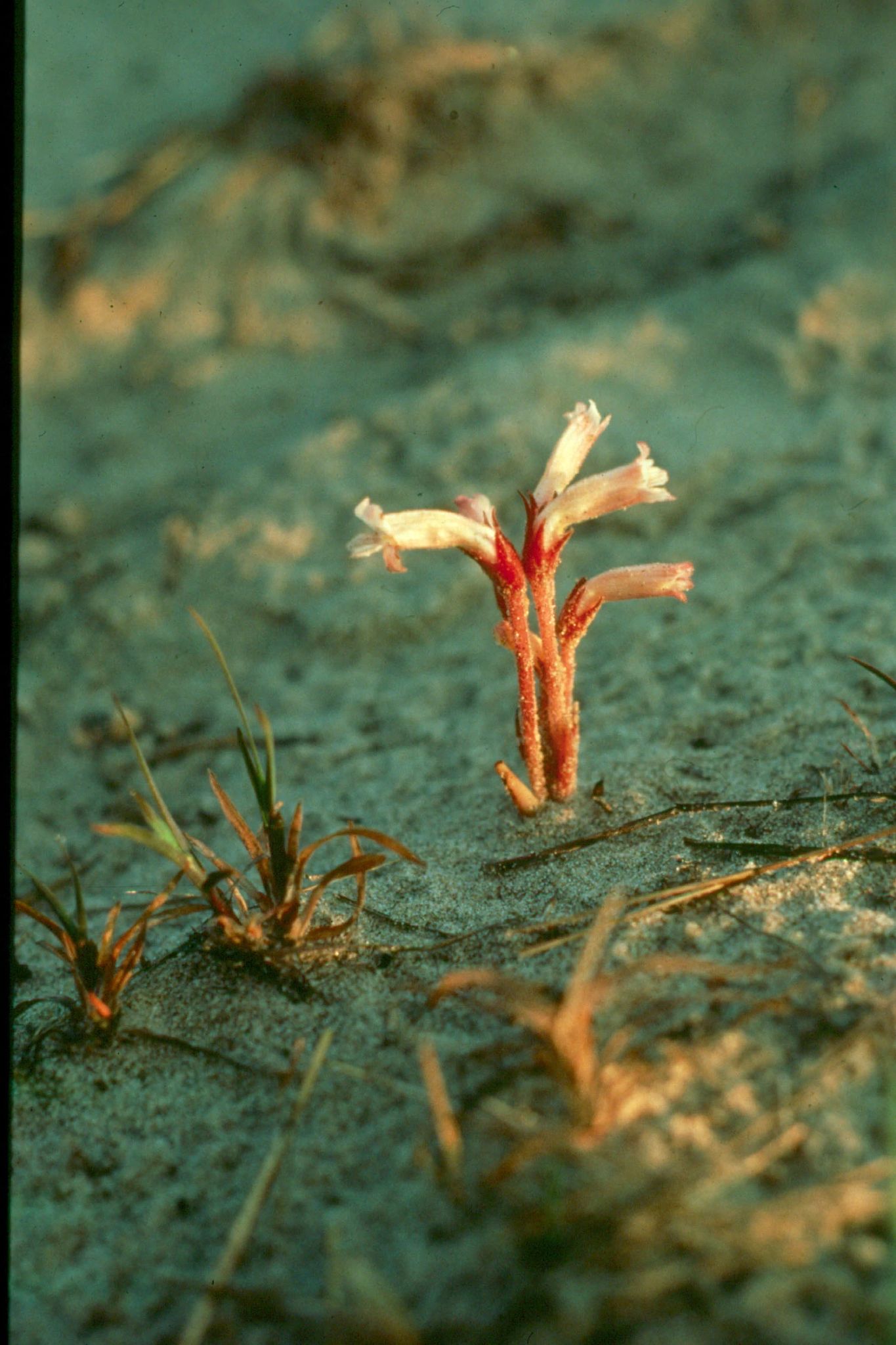 rare-parasitic-plant-rediscovered-in-dunes-over-lake-michigan